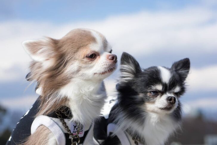 子供が多くお産の軽い犬（戌）